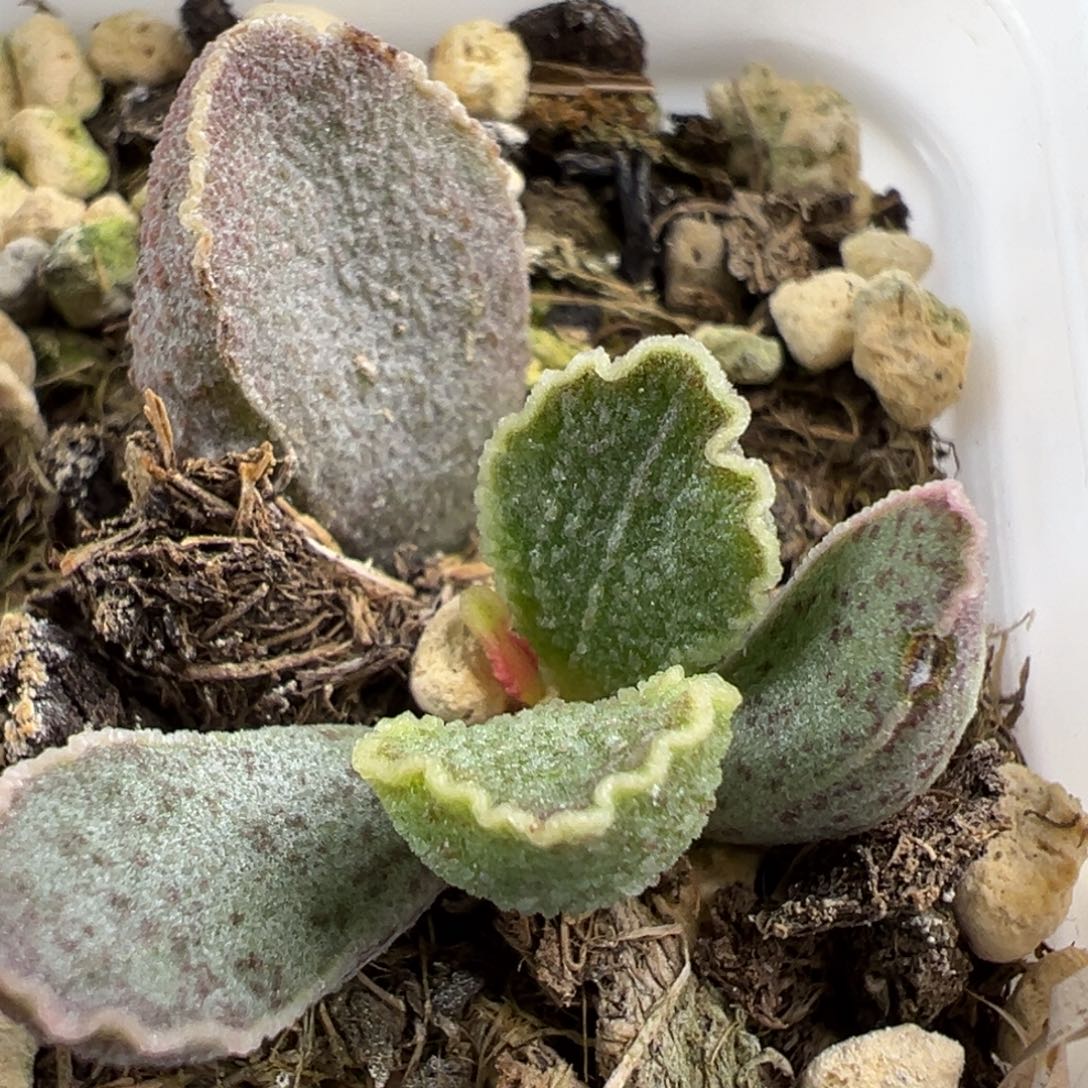 实生新品大苗多肉植物水泡