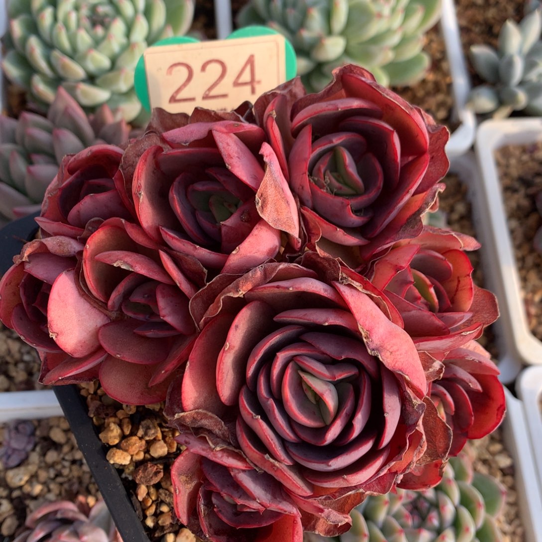 初吻老桩无砍平头224