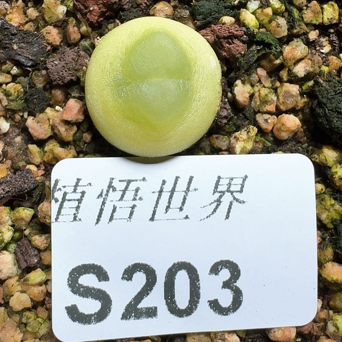 203号多肉植物哇c g
