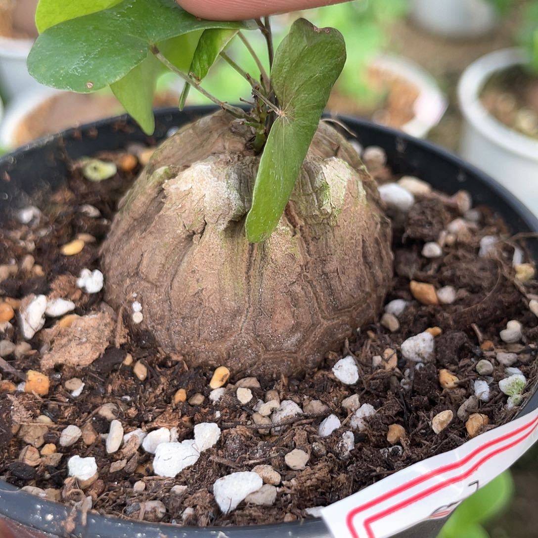 龟甲龙一物一拍503号4cm