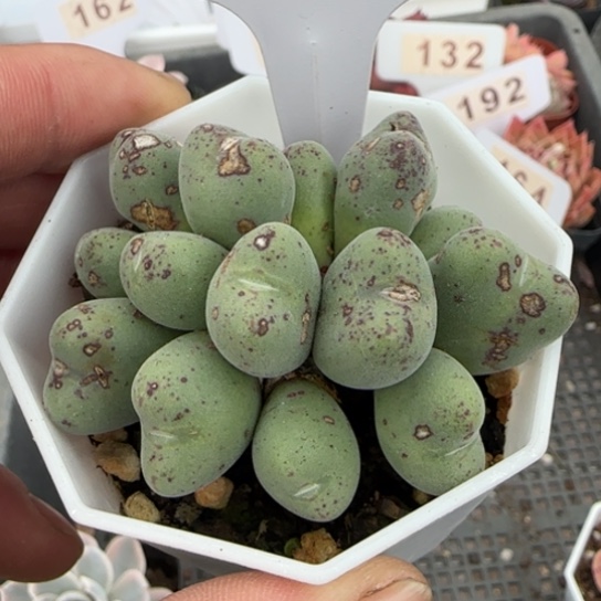 200口笛一物一拍多肉