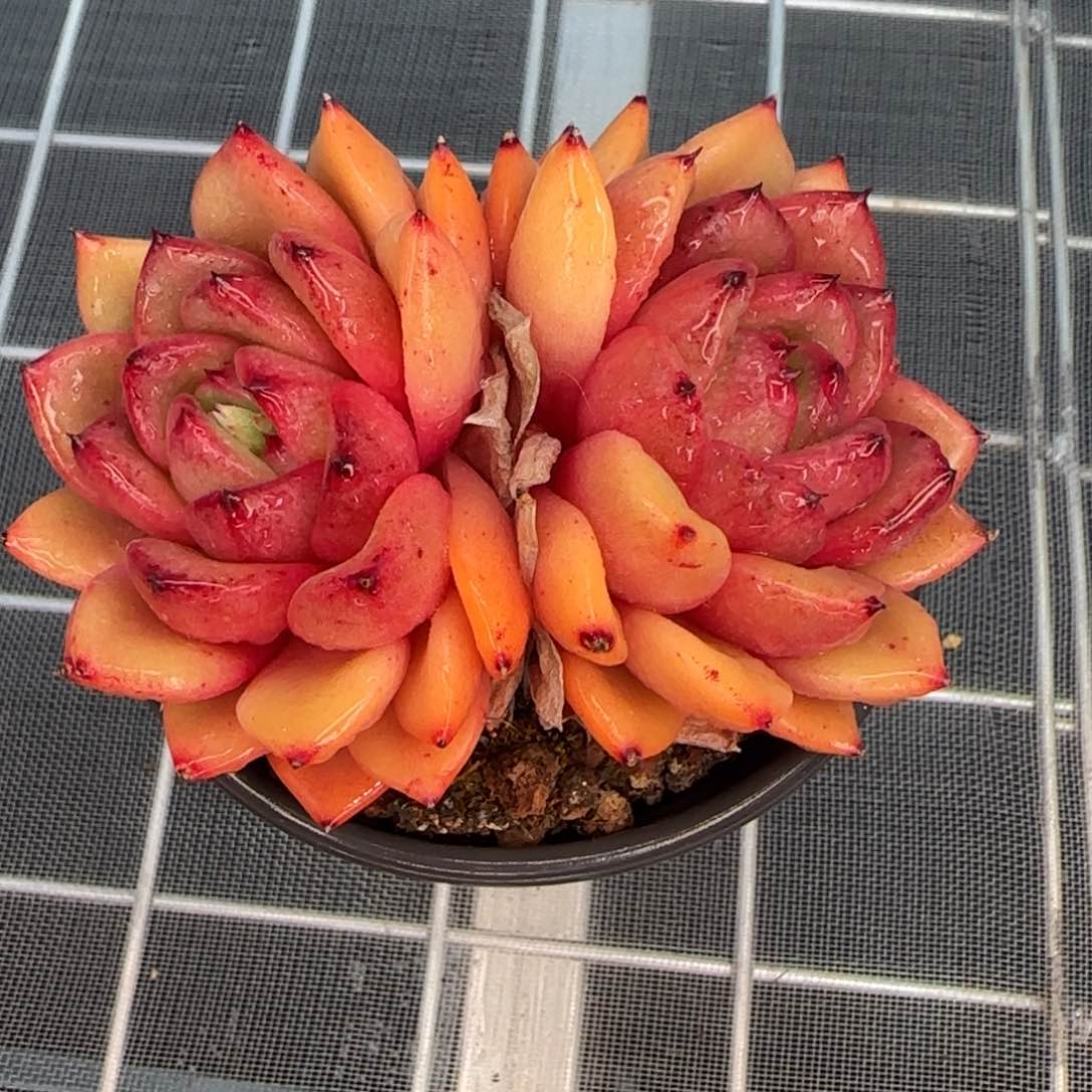 从前慢花园精选多肉韩版水晶珍妮