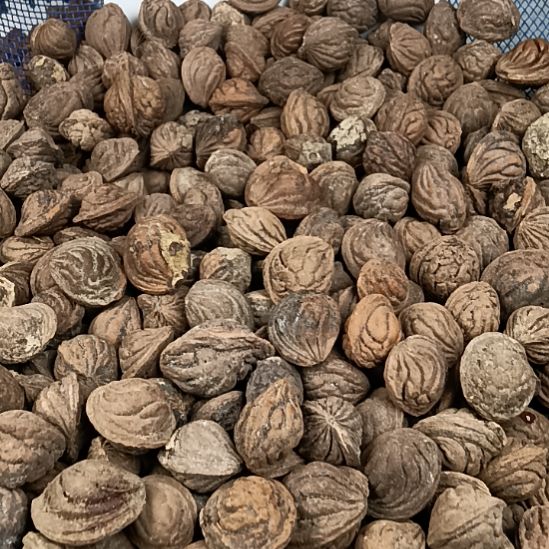 梅****桃核吊坠半碳化桃核1斤随机发