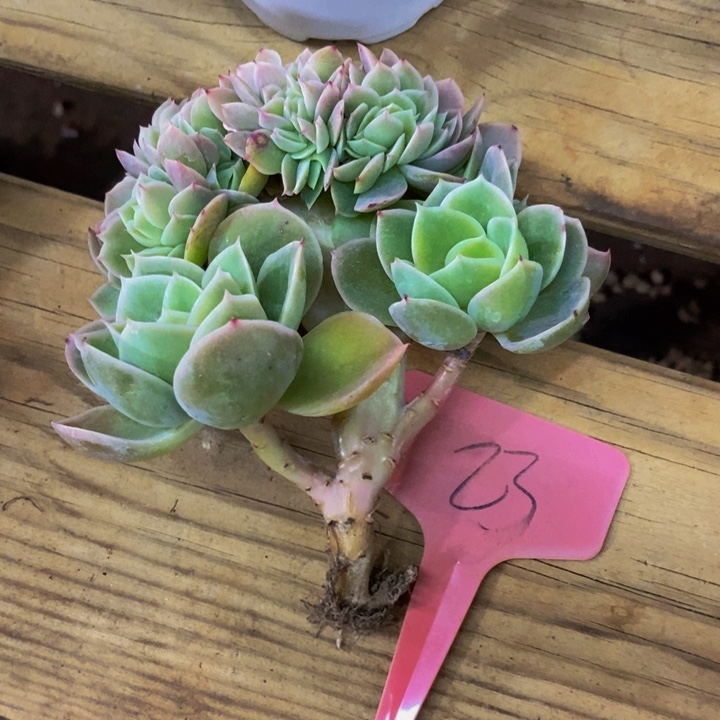 你也不要多吃一两