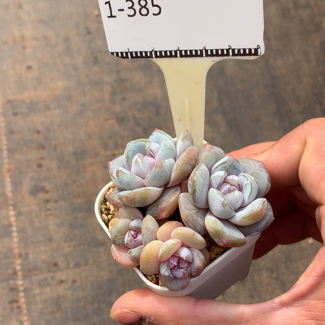 玉兔老桩自然群多肉58包邮不包整