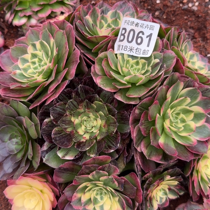 多肉法师伯爵捧花