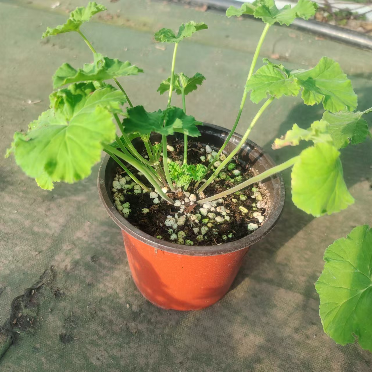 老式扒拉香清香味道香瓜味道新疆西藏运费治理