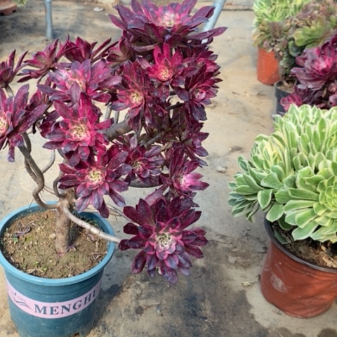 雪姬2多肉植物法师