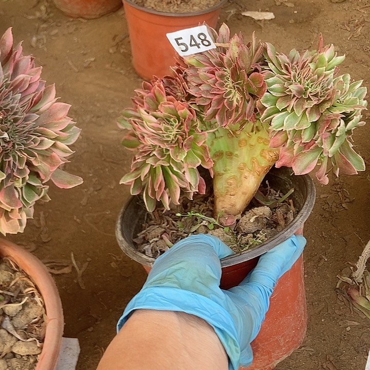 548粉女妖缀化老板子法师