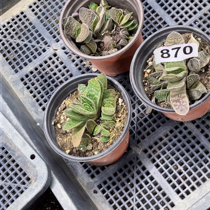 子宝870 一物一图如图