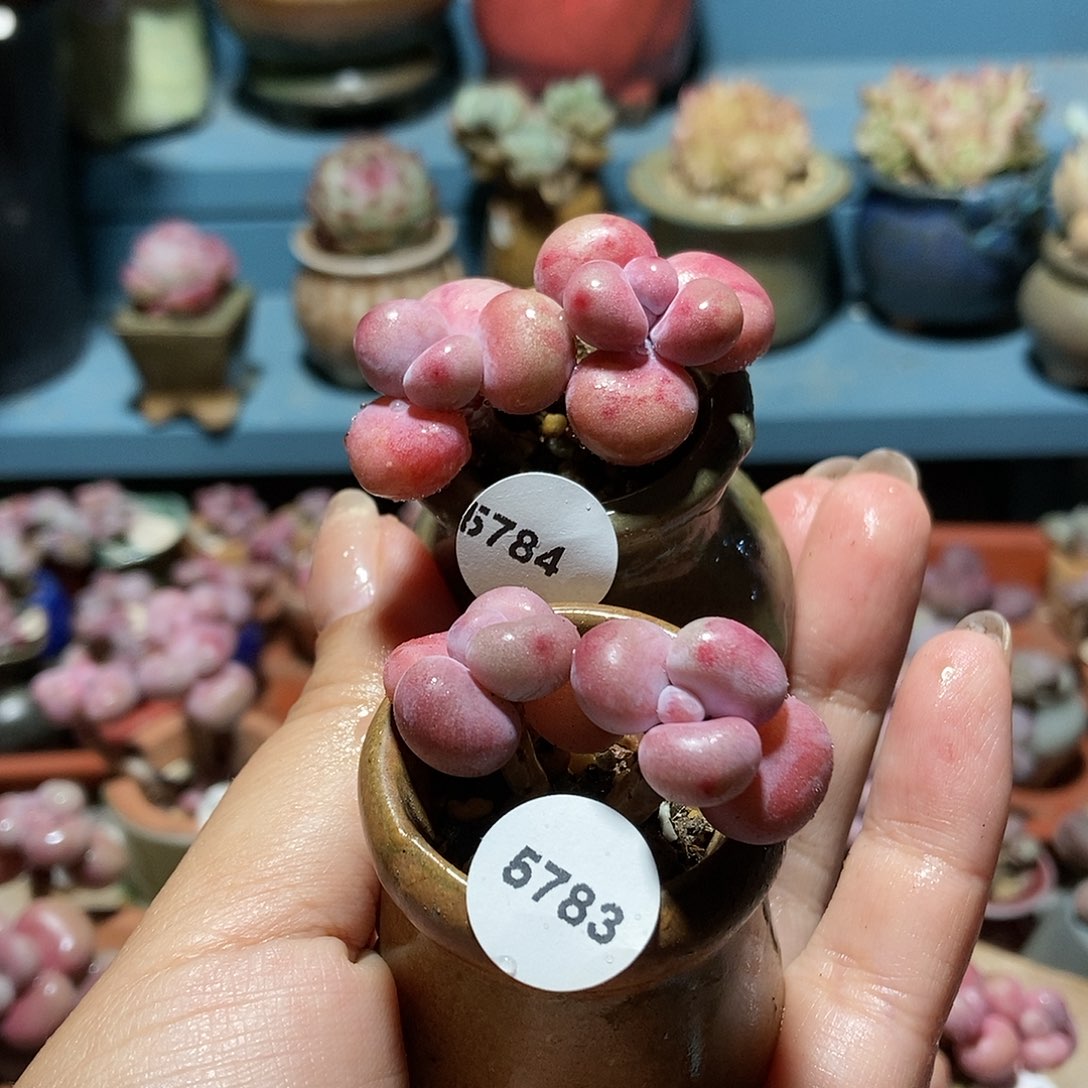 5784.5783两颗带盆土