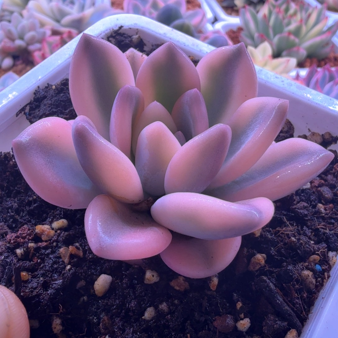 彩色奥普锦 多肉植物