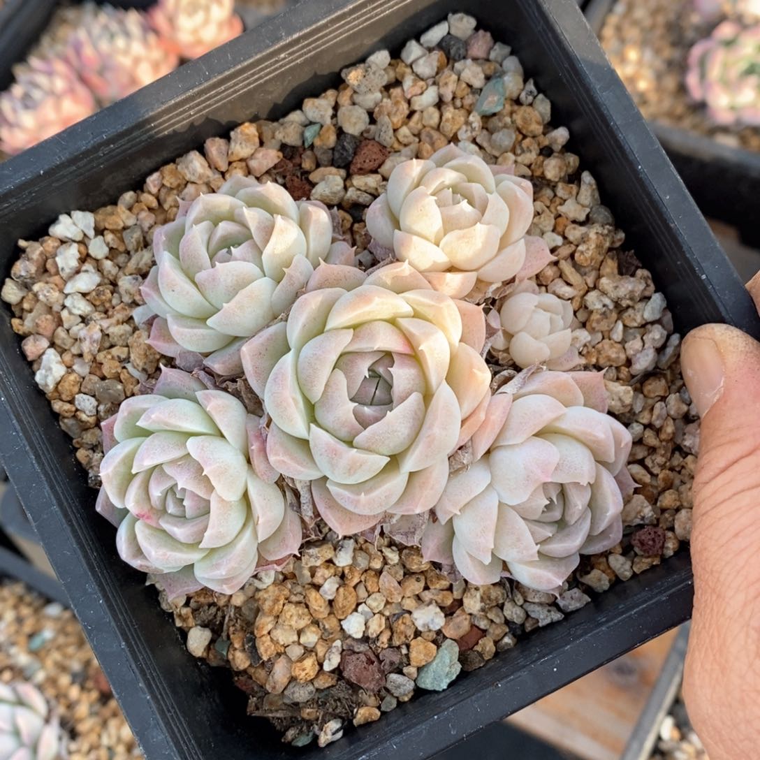 精品多肉一物一拍不包整571