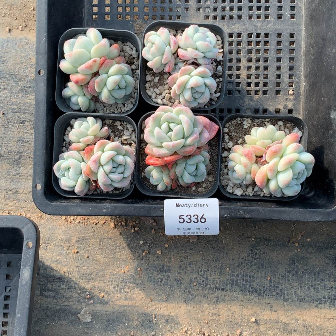 特5336冰玉3头6厘米左右5颗一组脱土发