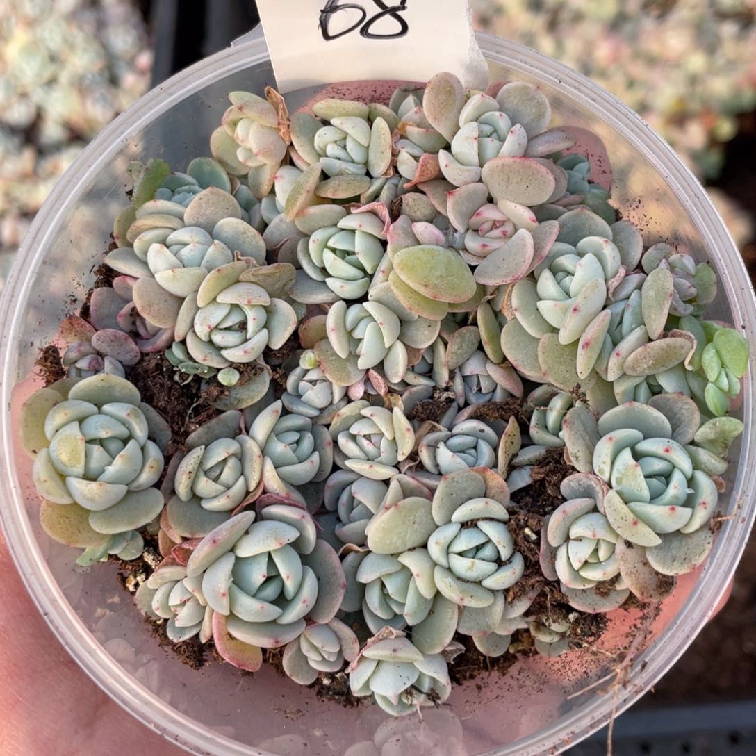 68凌峰播种切糕苗，宽胖黄心