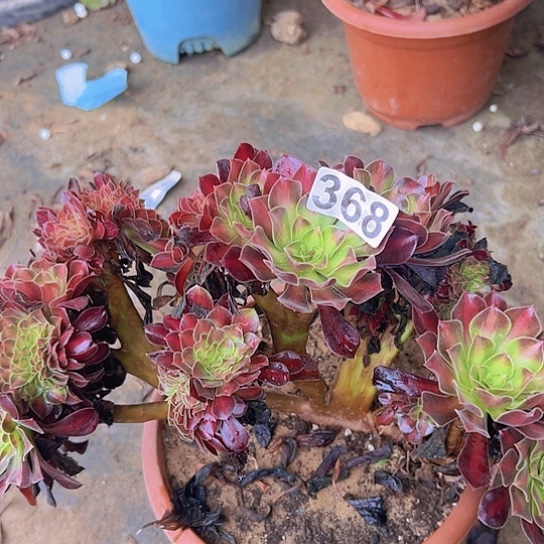 福***制多肉植物一个花那追