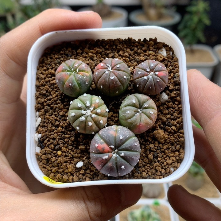 实生紫皮兜锦带盆