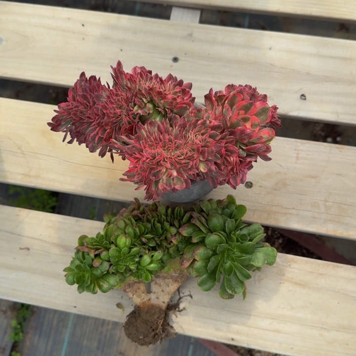 老****?两颗25法师法师法师