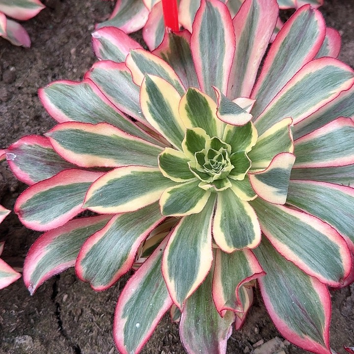 3-1910魅影多肉法师