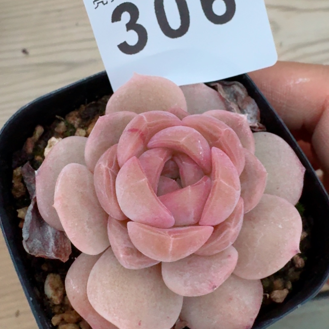 草莓啵啵         多肉植物