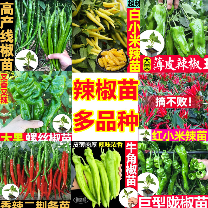 辣椒苗薄皮椒螺丝椒长线椒朝天椒小米椒苗蔬菜苗四季种植盆栽地栽