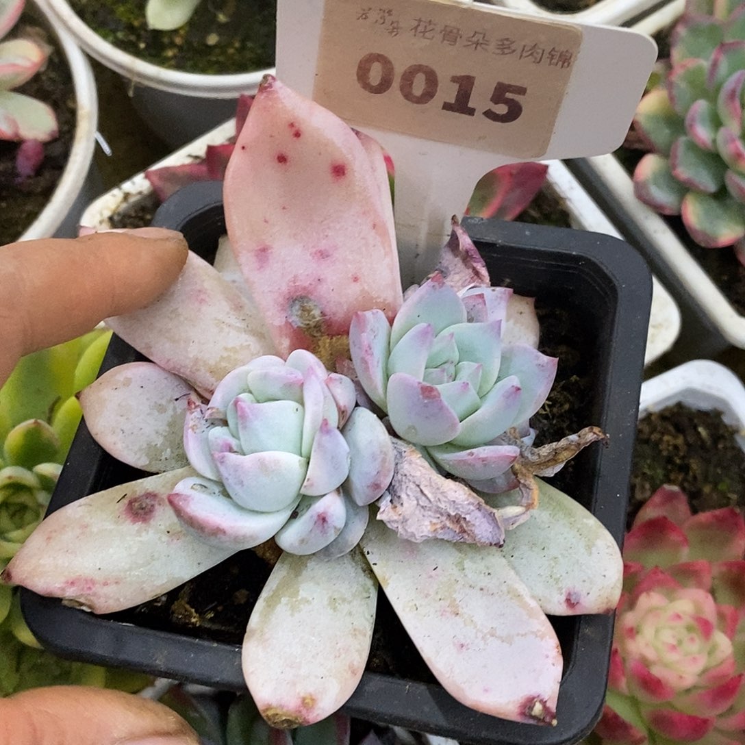 015哈哈哈哈哈哈公里