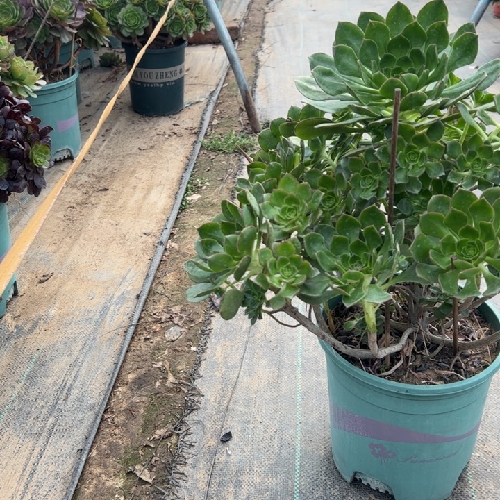 30亲衣多肉多肉多肉