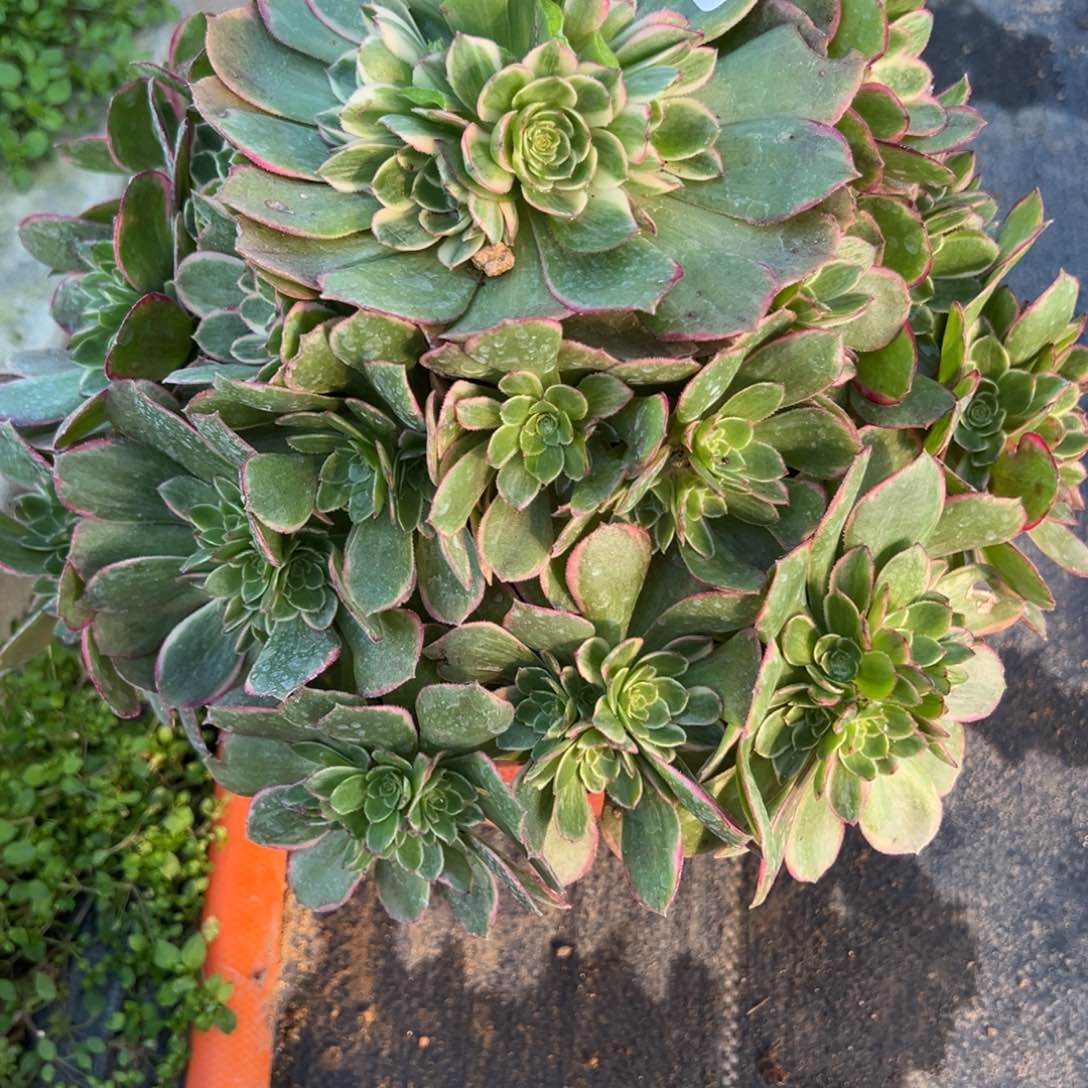 121粉花妖多肉多肉植物山东发