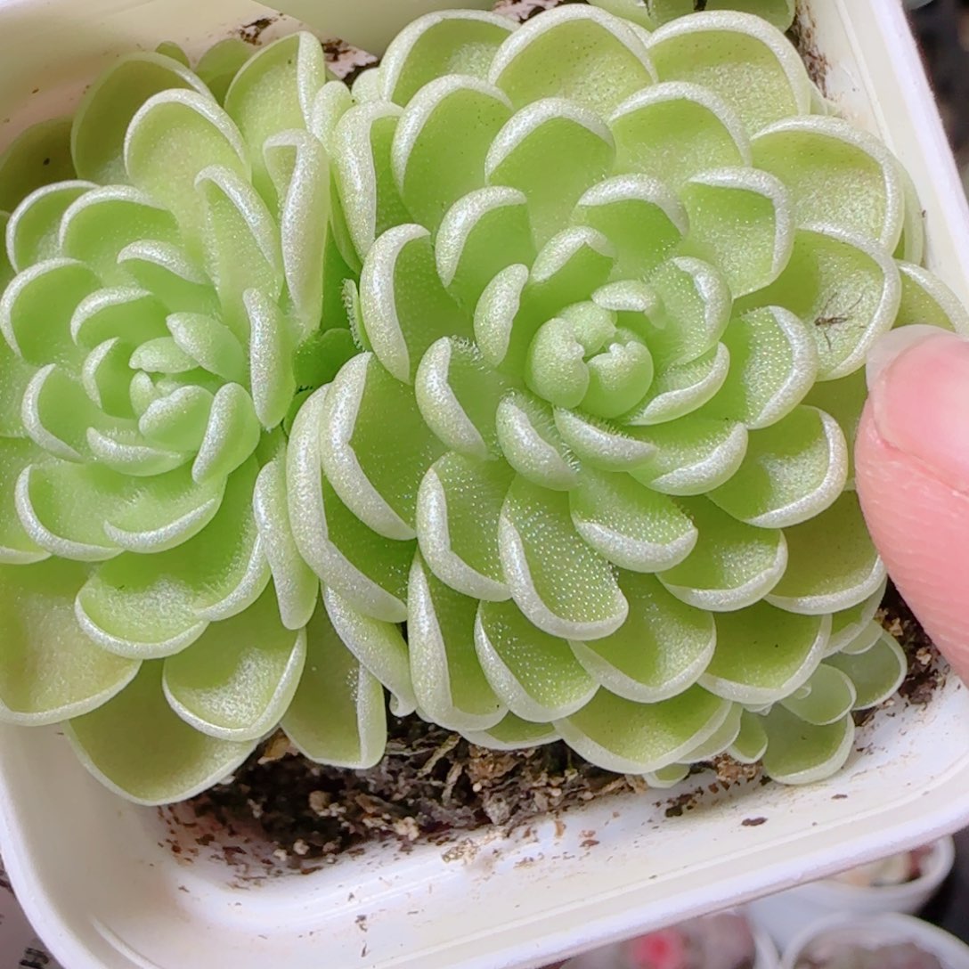 花语逸镜1109-238爱丽丝捕虫堇