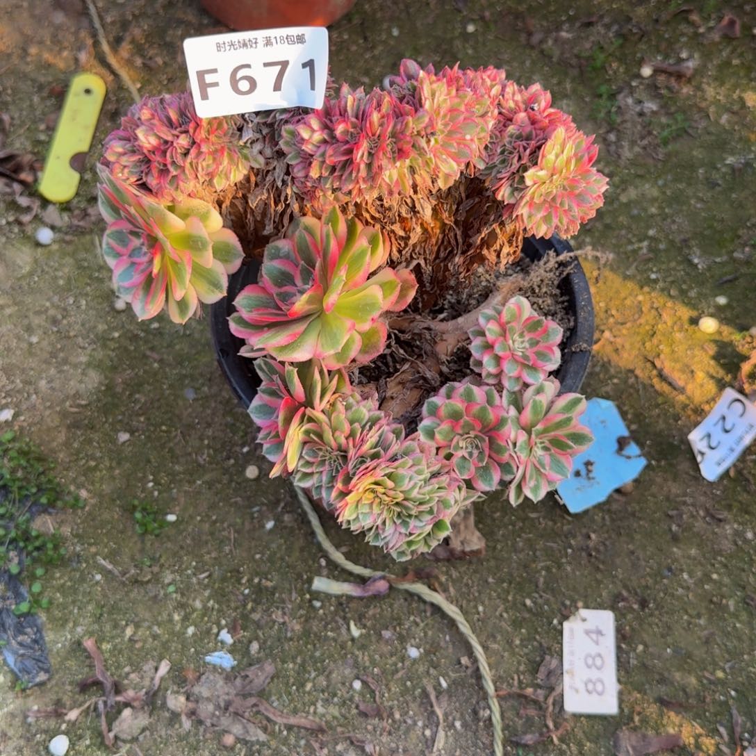 671倾城缀。多肉植物