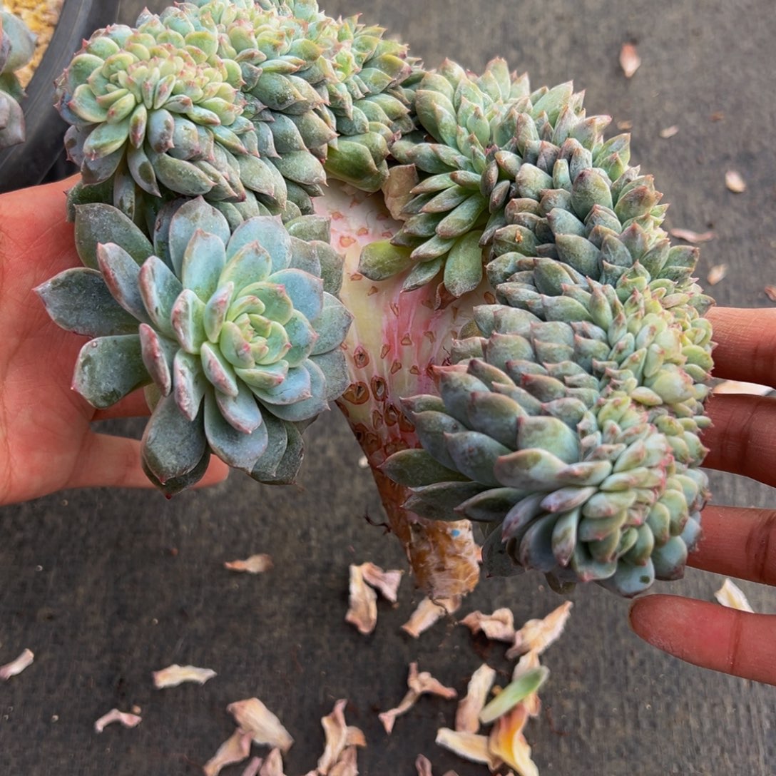 粉糯心琥珀缀天天开心