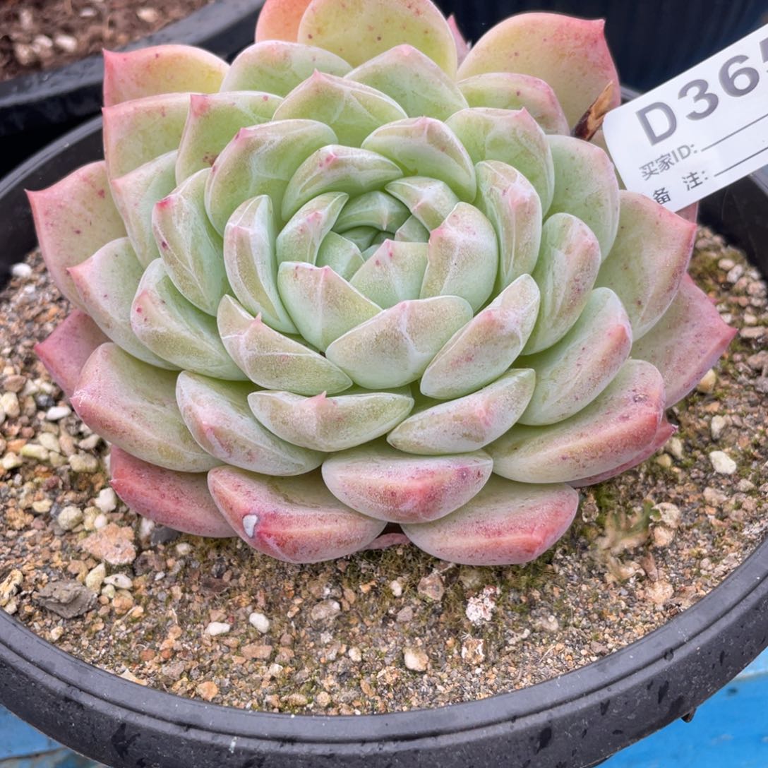 无花朵若如东云组拍D365