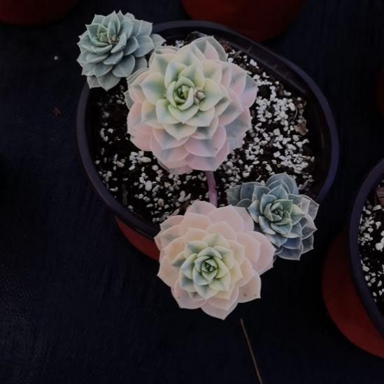 白牡丹超白锦（景天科）