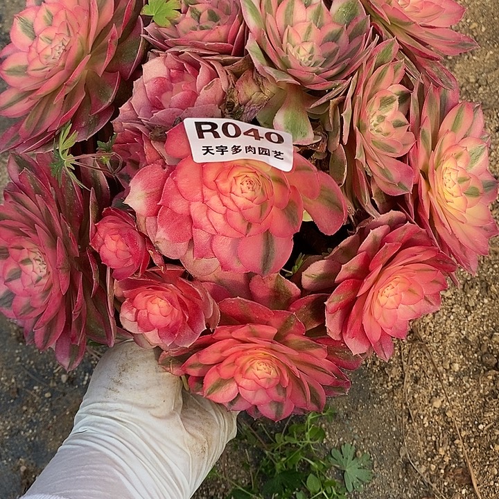 多肉植物倾城040多肉