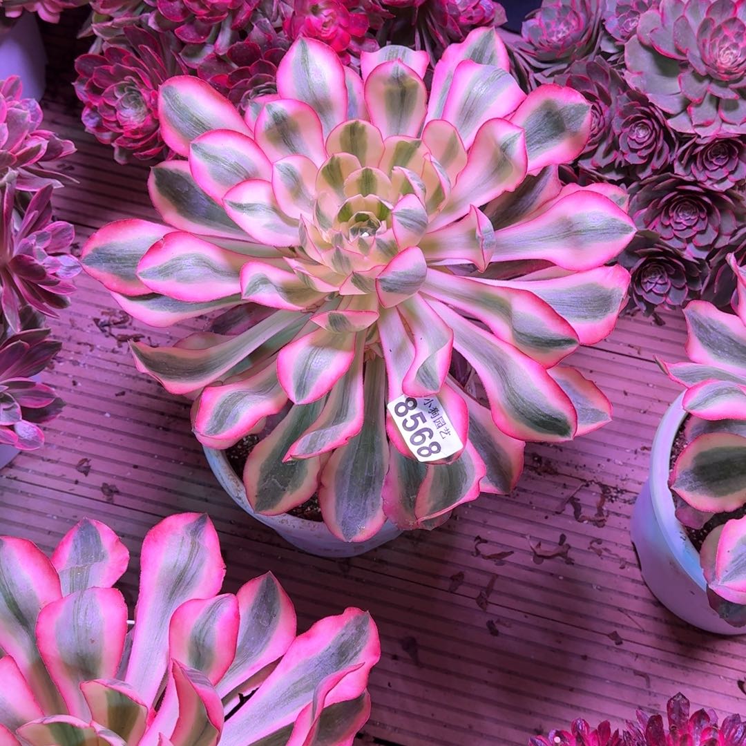 L****爱丽丝多肉植物8568