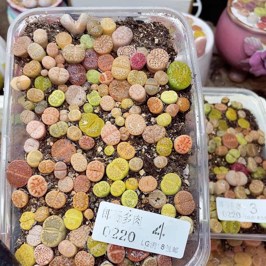 生石花满18包邮20-4