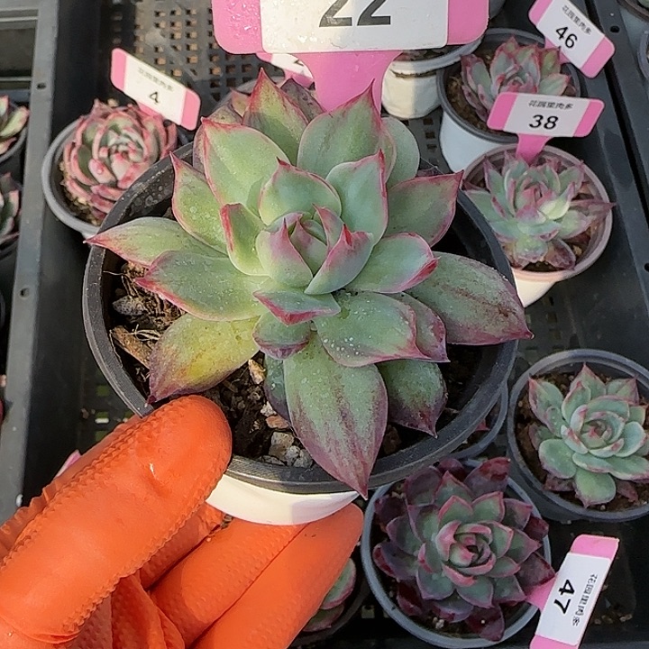 L***n22 惊鸿仙子多肉植物6-9cm