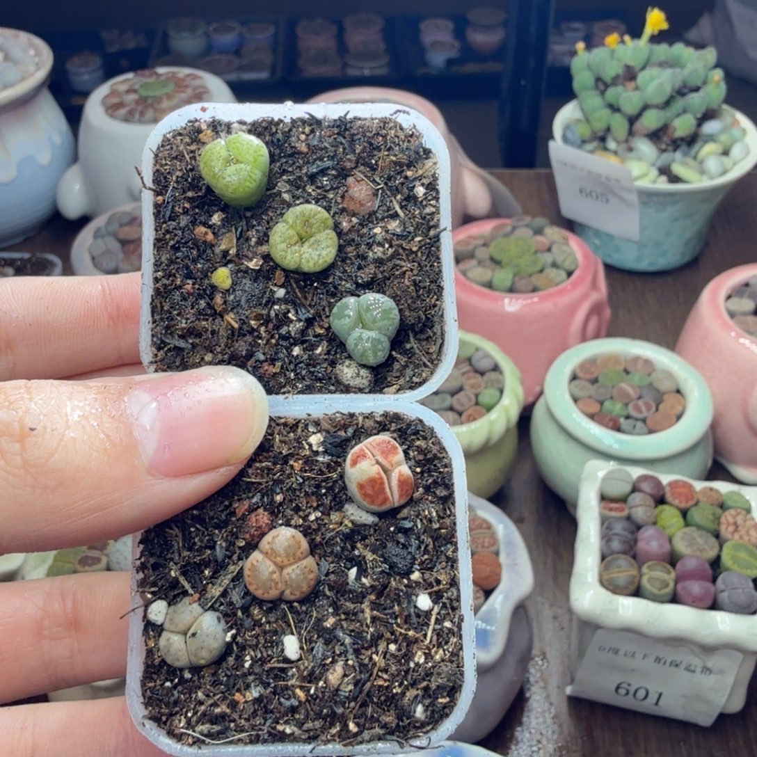 用***3多肉葡萄的味道真的是631