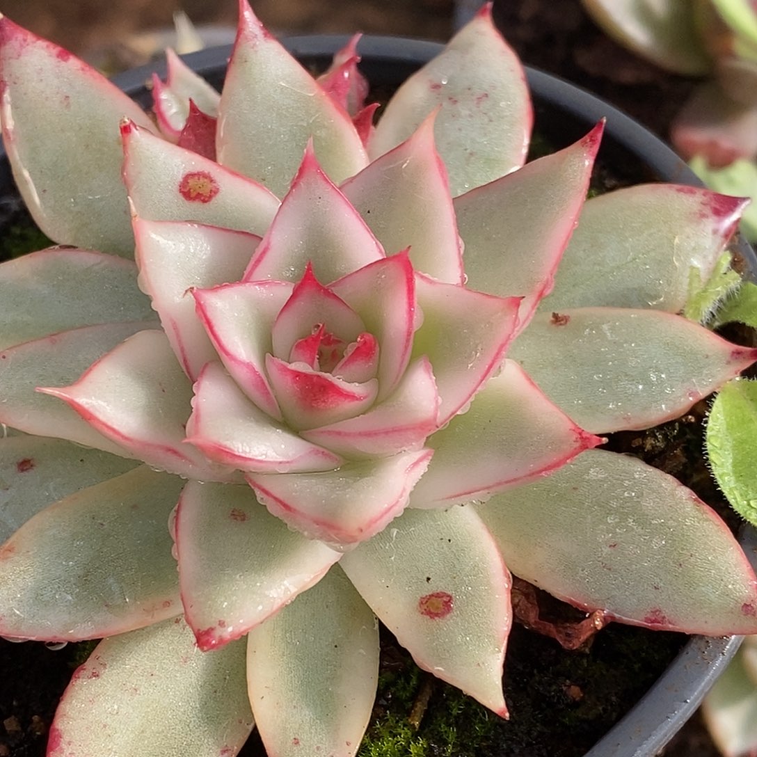 202吉赛尔哈哈哈哈哈