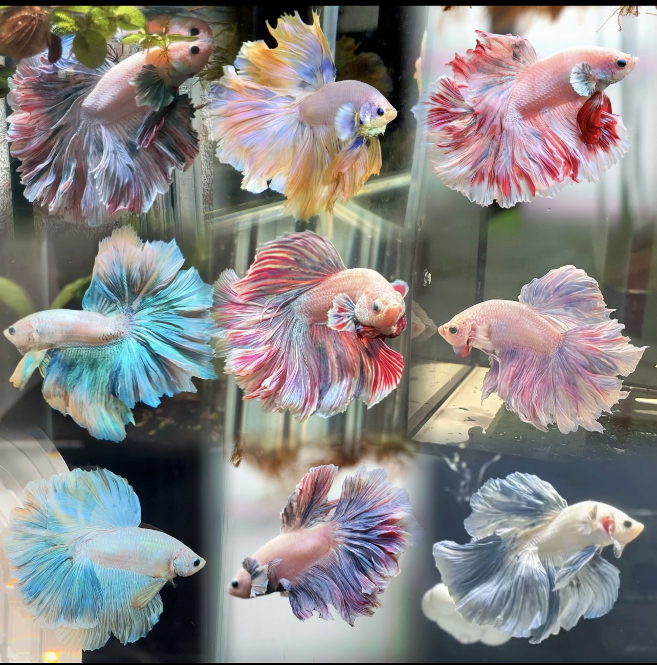 （529-552号）泰国斗鱼小型热带观赏鱼小宠物懒人鱼（直播间选号）