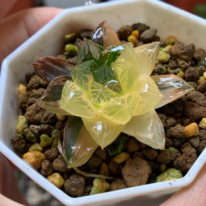 巨大化赤斑玉露锦带盆土