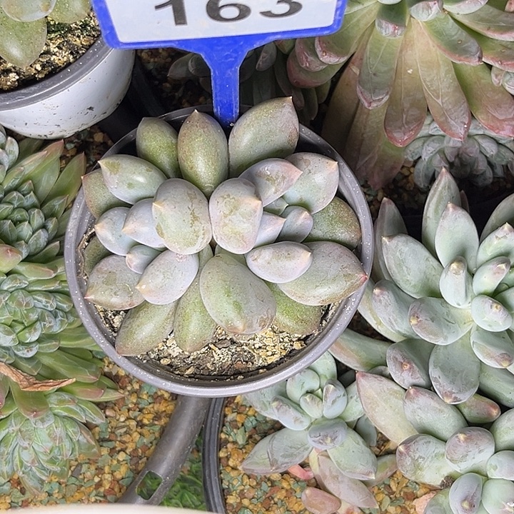 多肉植物胖体哥特163