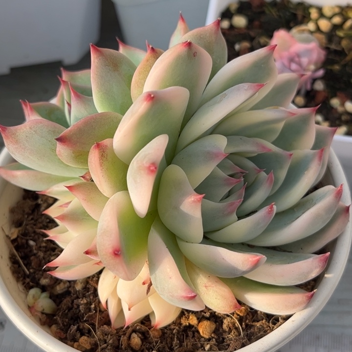 吉娃娃锦群生一颗价格