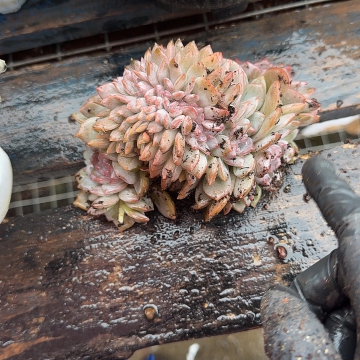 J***4青蛙王子儿童牙膏套装11