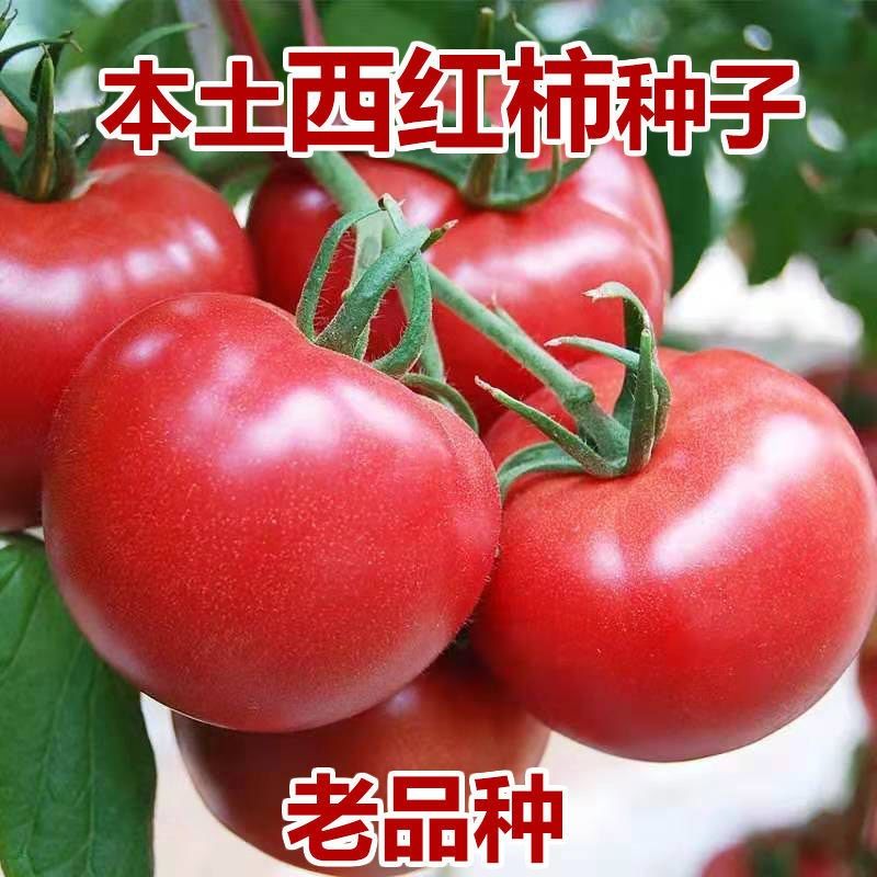【全店满5元包邮】老品种毛粉红番茄大西红柿种子种籽庭院蔬菜
