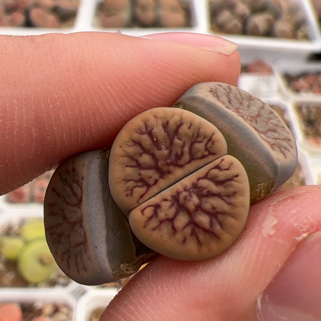 0183号线招福 多肉植物