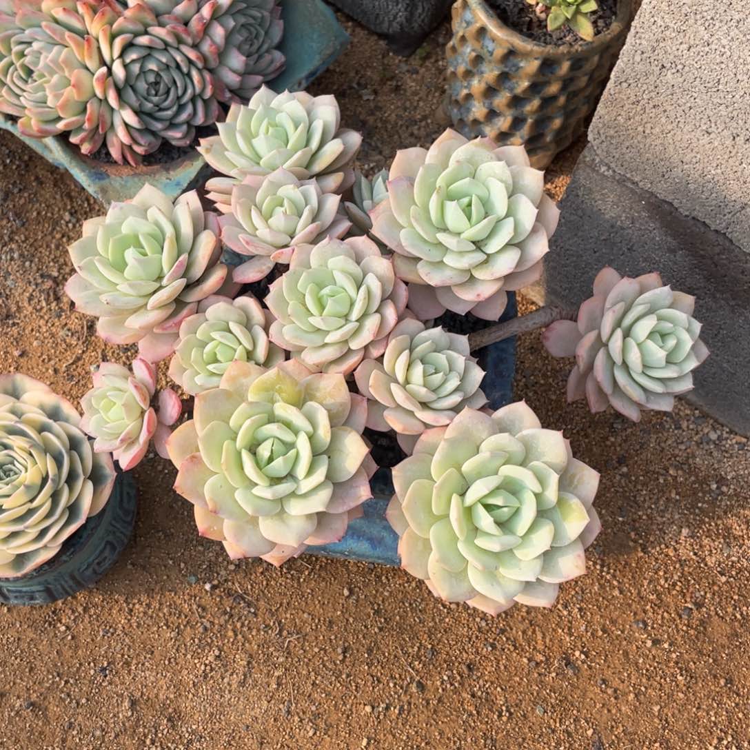 多肉植物多肉植物