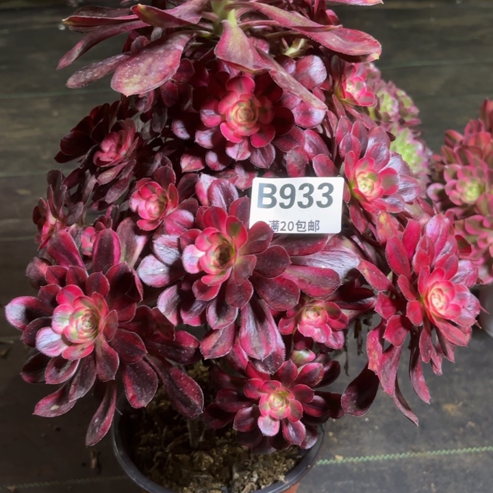 瑞妈一物一拍933