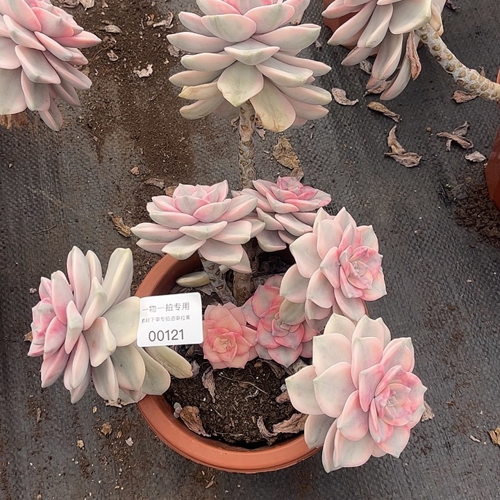 黔***负紫乐锦大群，一物一拍