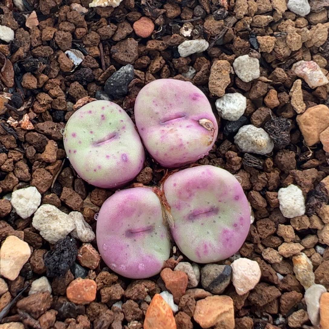 563多肉植物百科